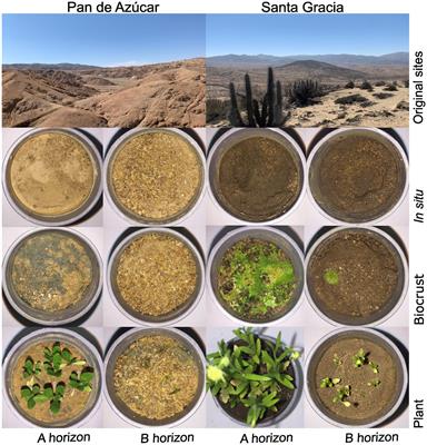 Microbial impact on initial soil formation in arid and semiarid environments under simulated climate change